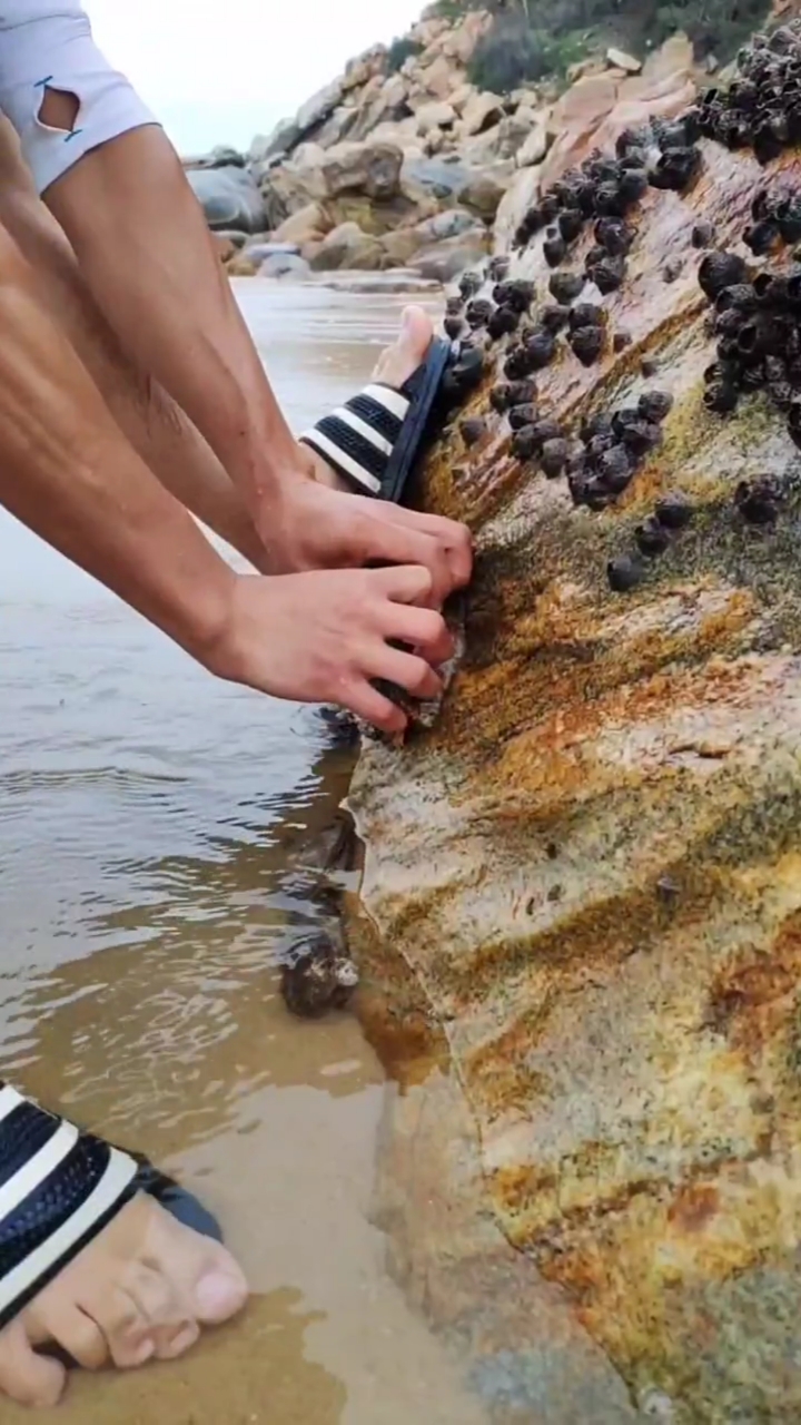 如果让你放弃现在的职业,来海边抓鲍鱼致富,你愿意吗?