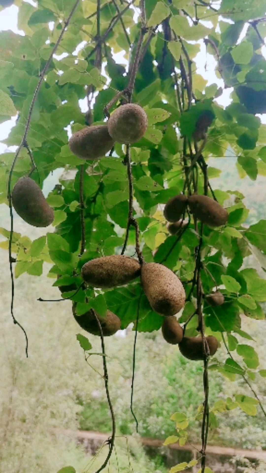 八月瓜特色水果种植#八月炸又名八月瓜,是大山里营养成分比较高狄一