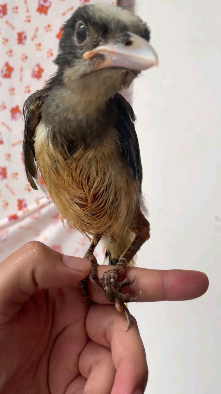 红嘴蓝鹊#这只鸟腿脚受伤了,还能好嘛