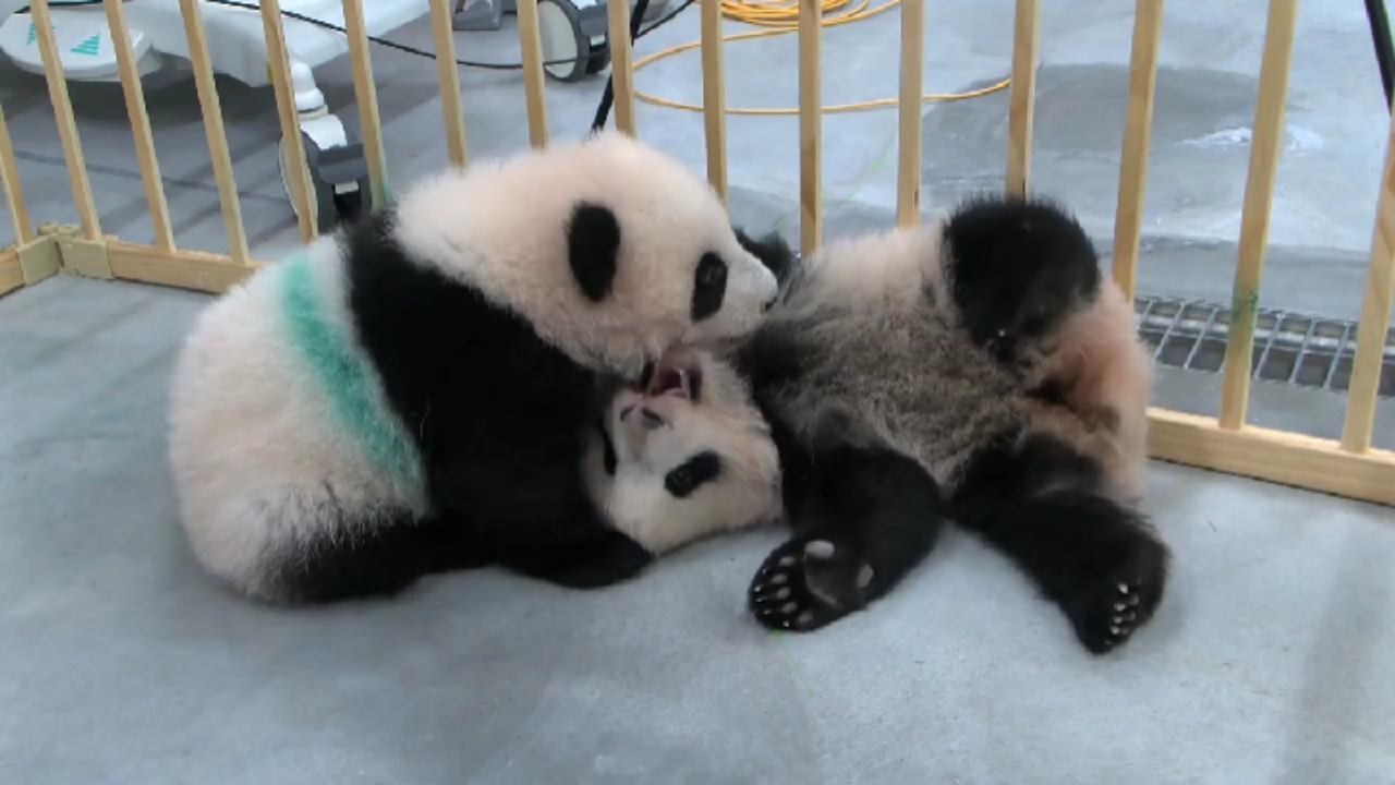 大熊猫晓晓和蕾蕾,超可爱耶.