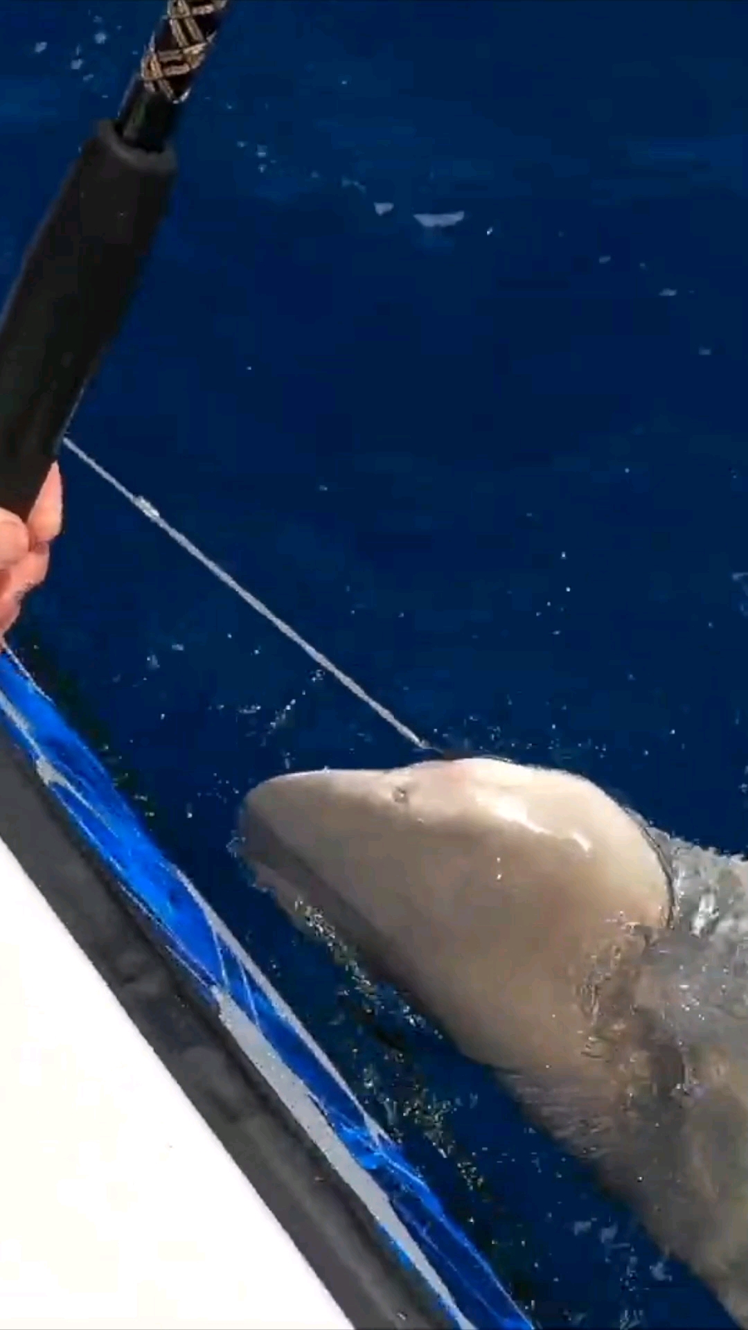 钓上来鲨鱼是最烦人的,鱼饵被大哥吃了,还得想方设法把大哥给放了