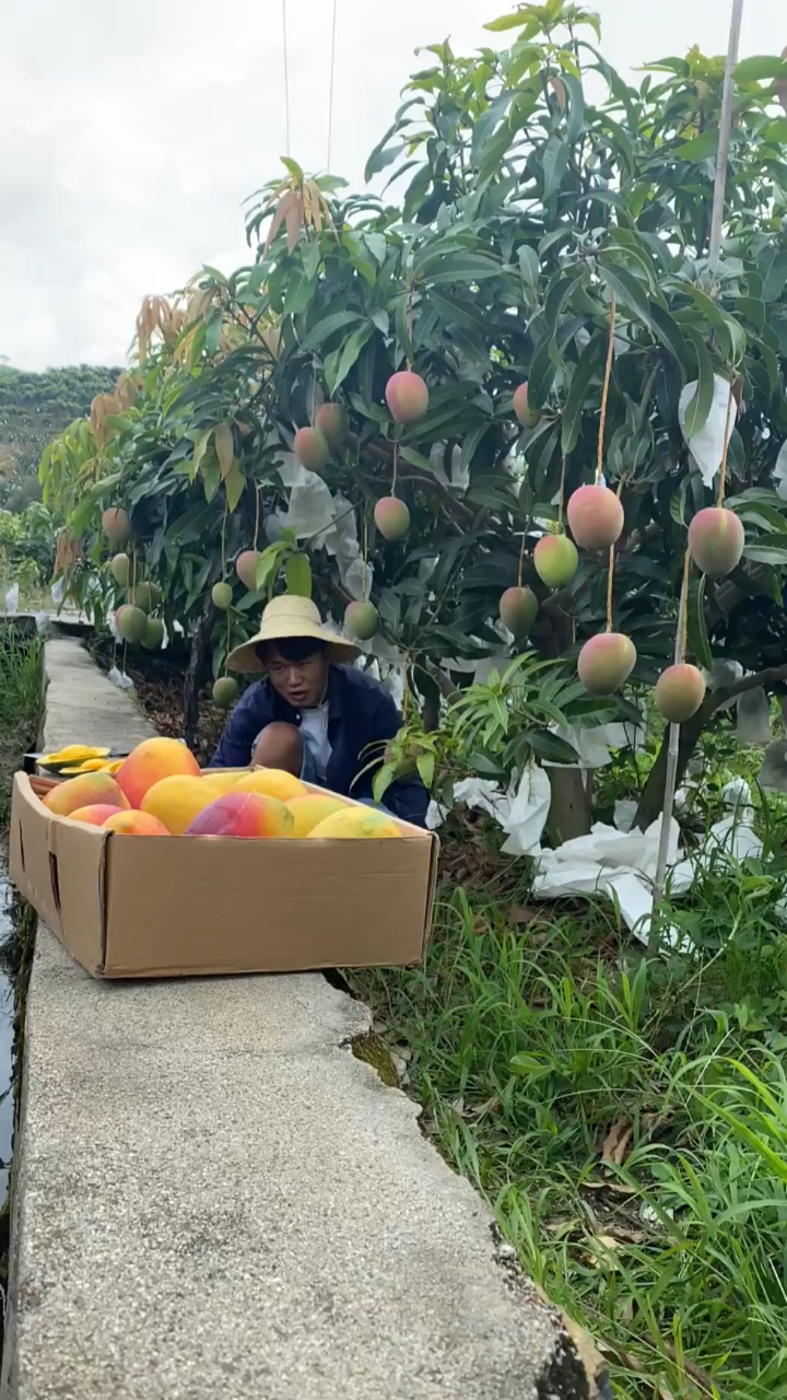 三农#新鲜采摘的凯特芒#果肉软糯香甜可口多汁#果园直发