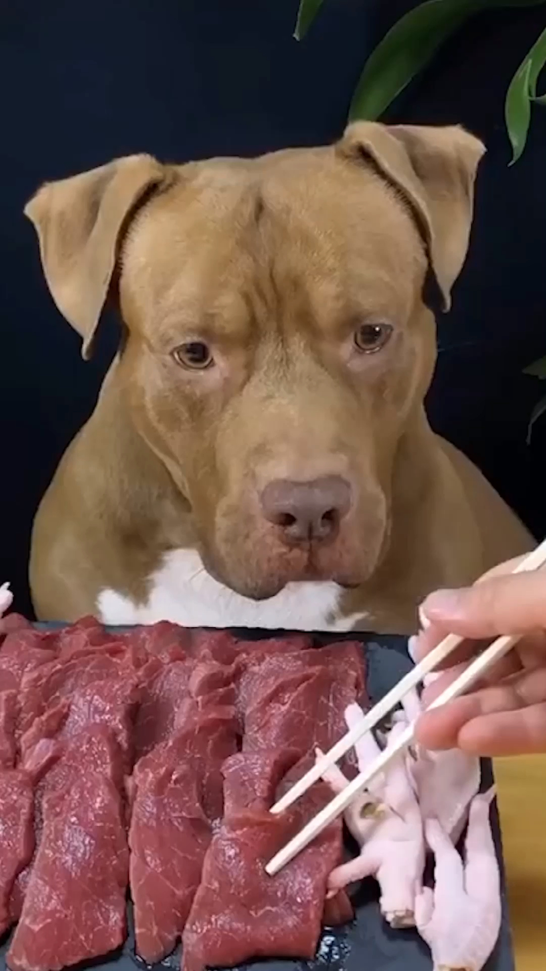 坚持看到第四秒狗狗真的被肉馋到流口水了形象强忍