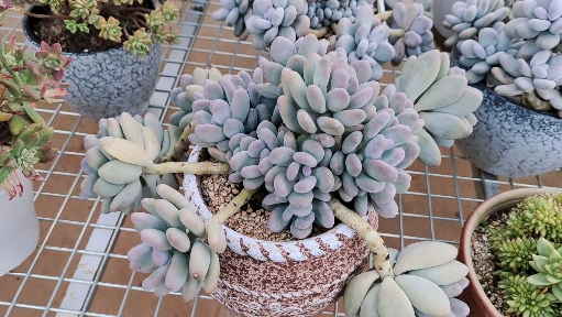 多肉植物#春夏秋冬都能给你美丽的桃美人老桩来了!