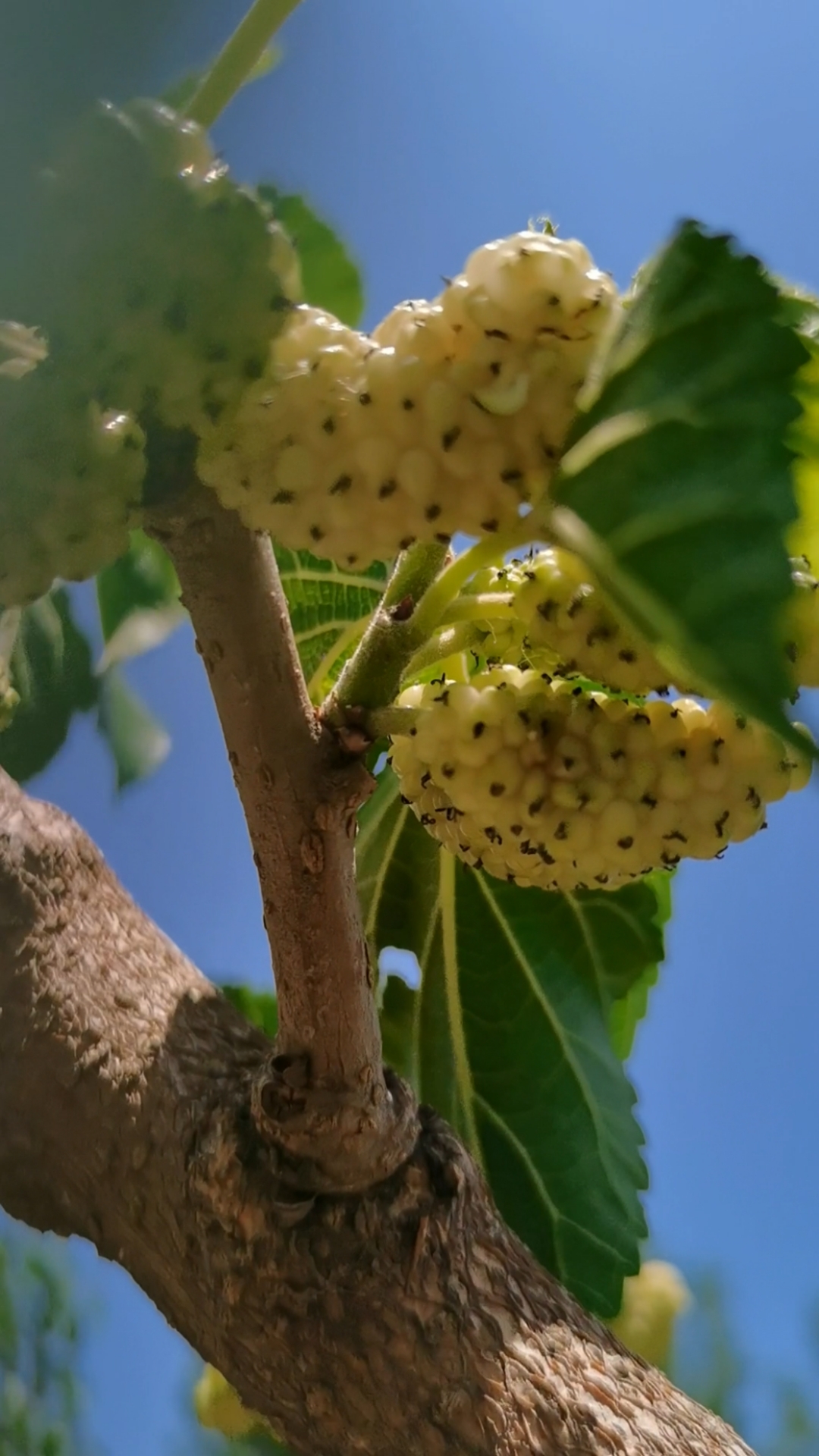 果桑苗#桂花蜜白桑,大个桂花香味.