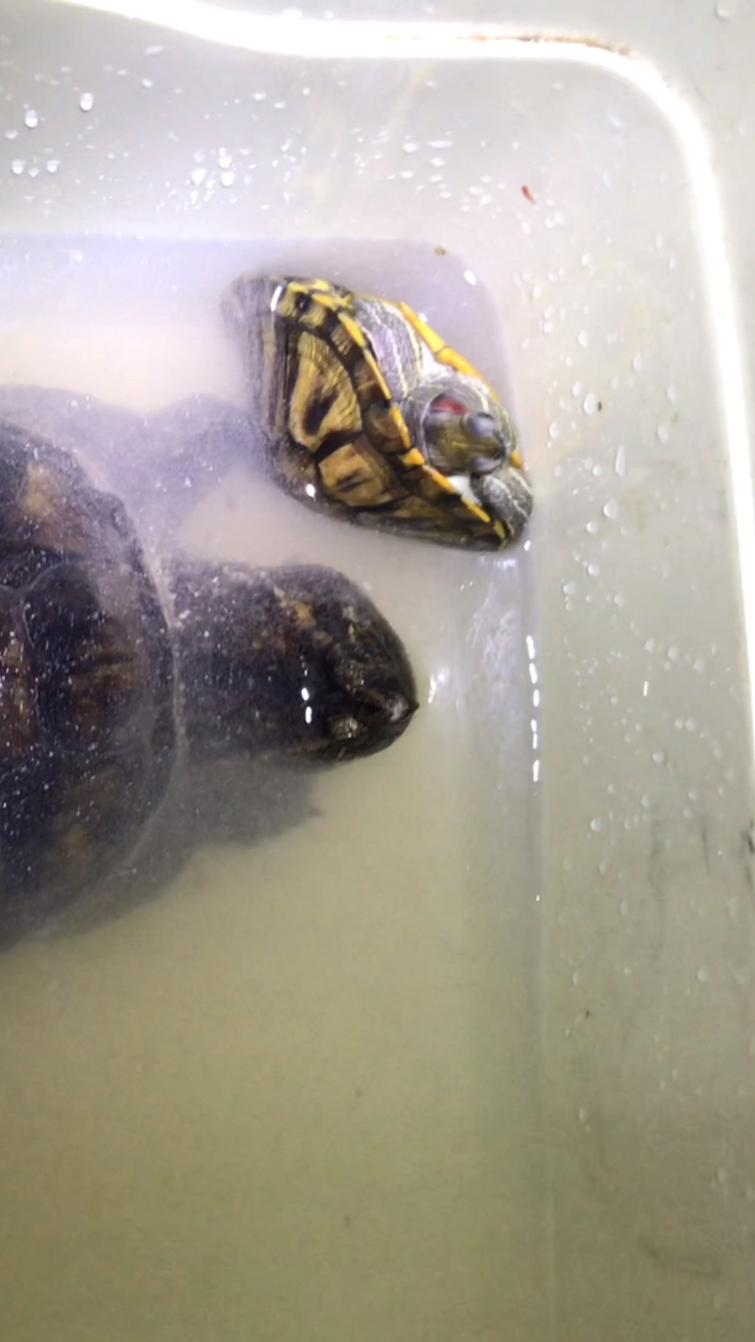 巴西龟和鳄龟放一起喂食巴西龟只能躲到角落瑟瑟发抖