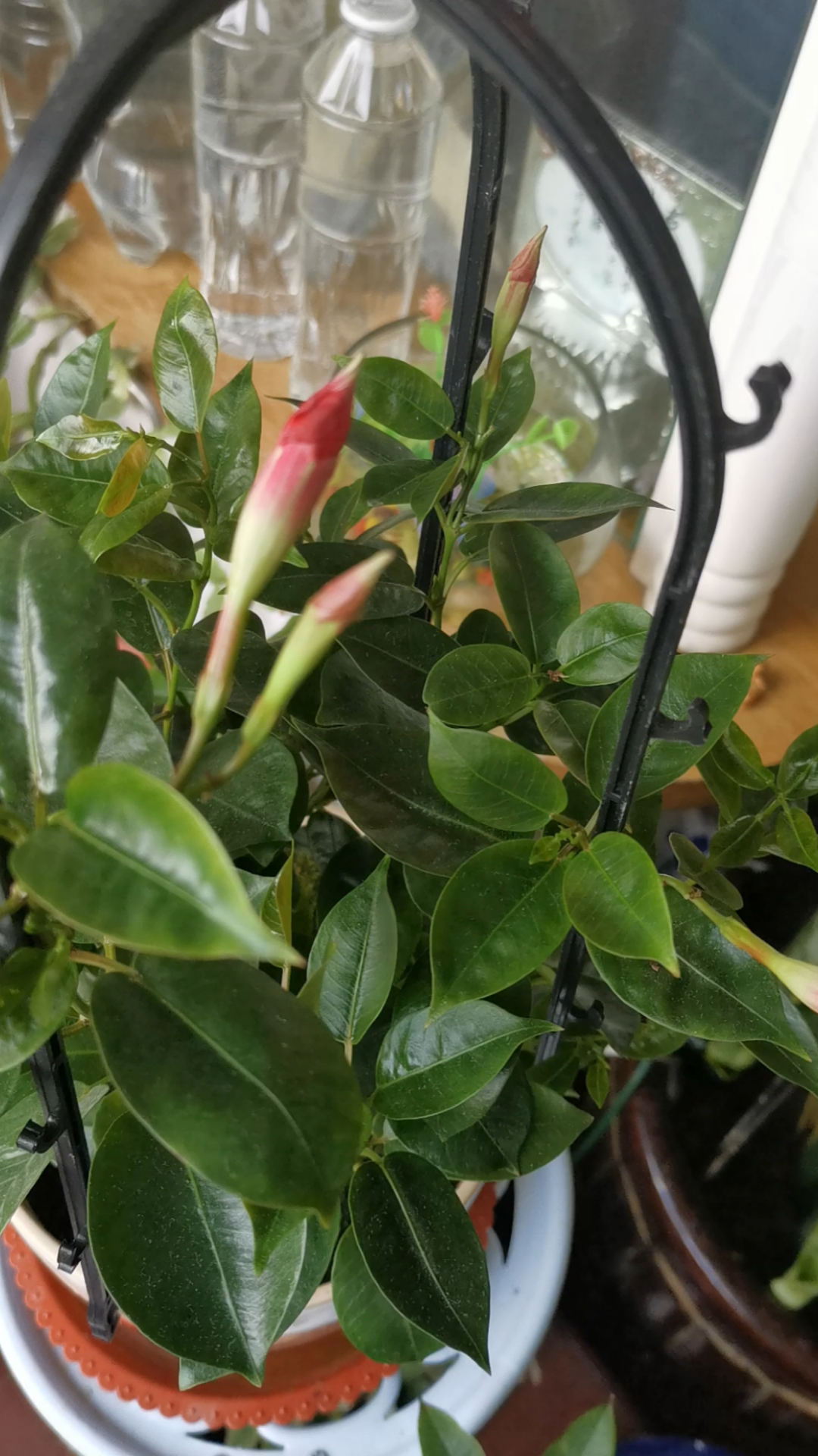 你一眨眼我就心动#我的飘香藤,新长出来好几个花苞,美美哒