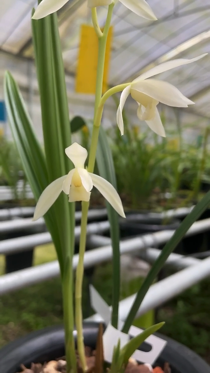 兰花种植#建兰白花.倾城白素勤花勤芽-度小视