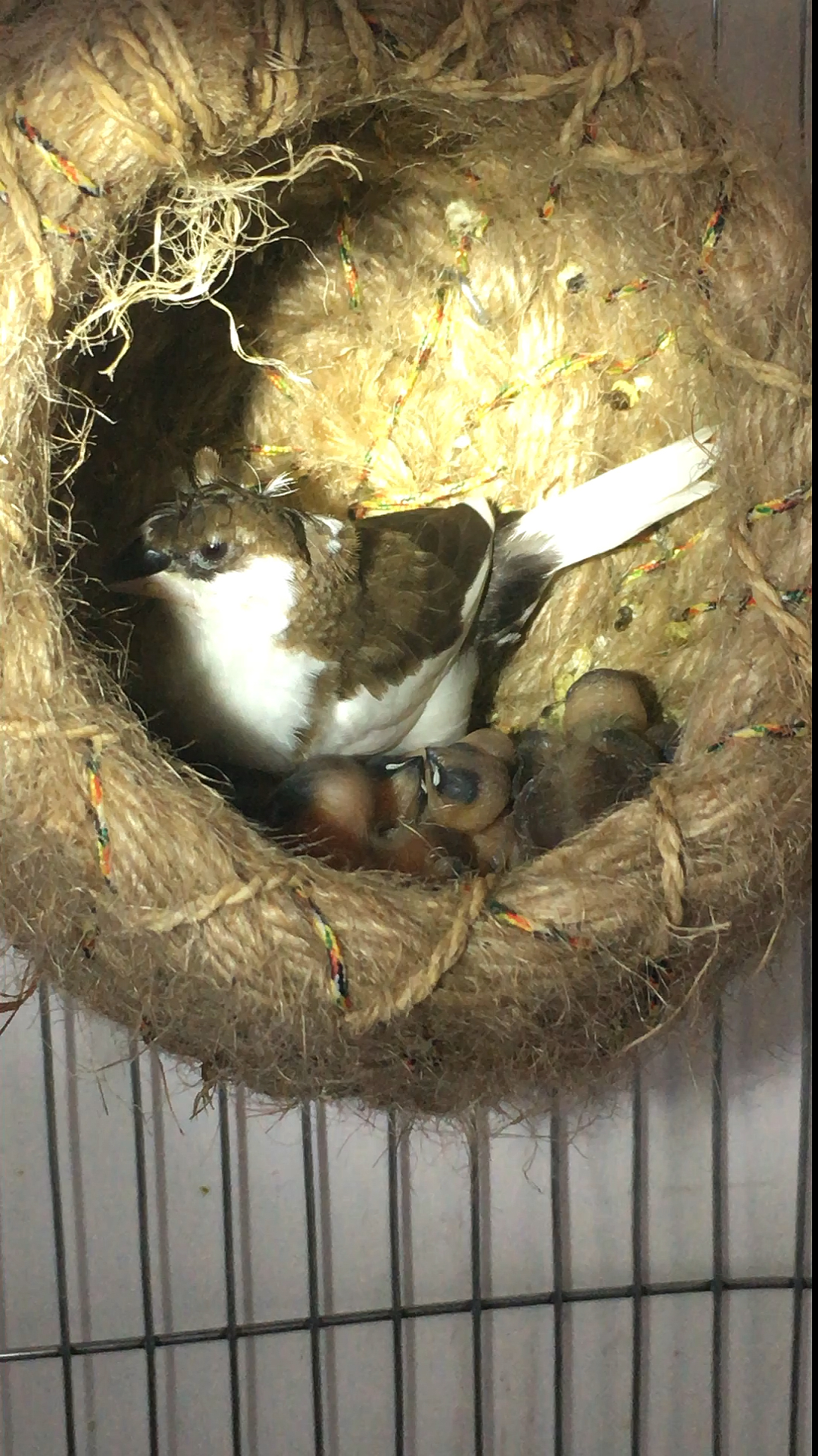 看看这个鸟窝里有几只鸟!