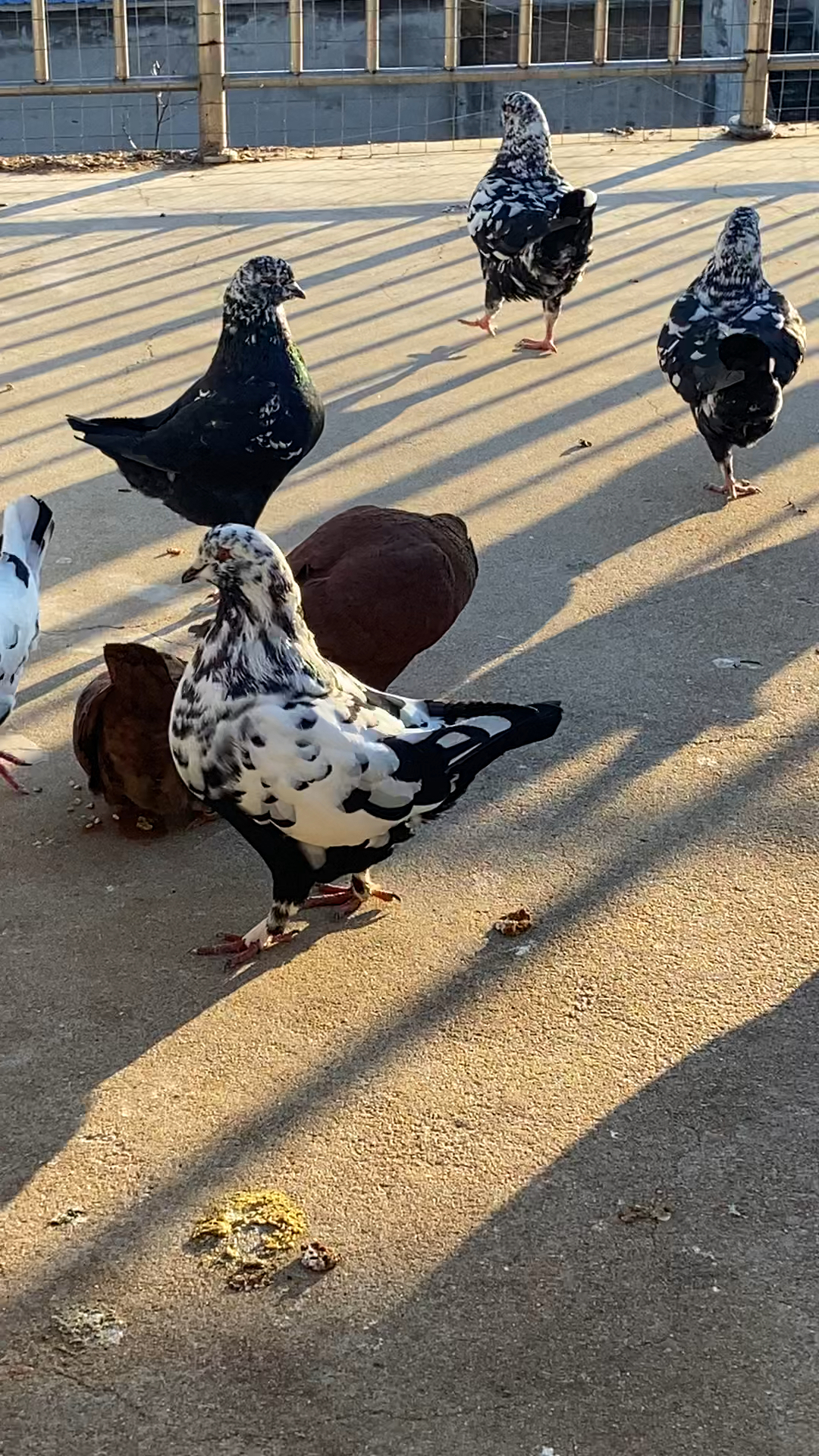 我的爱鸽,精品雪花