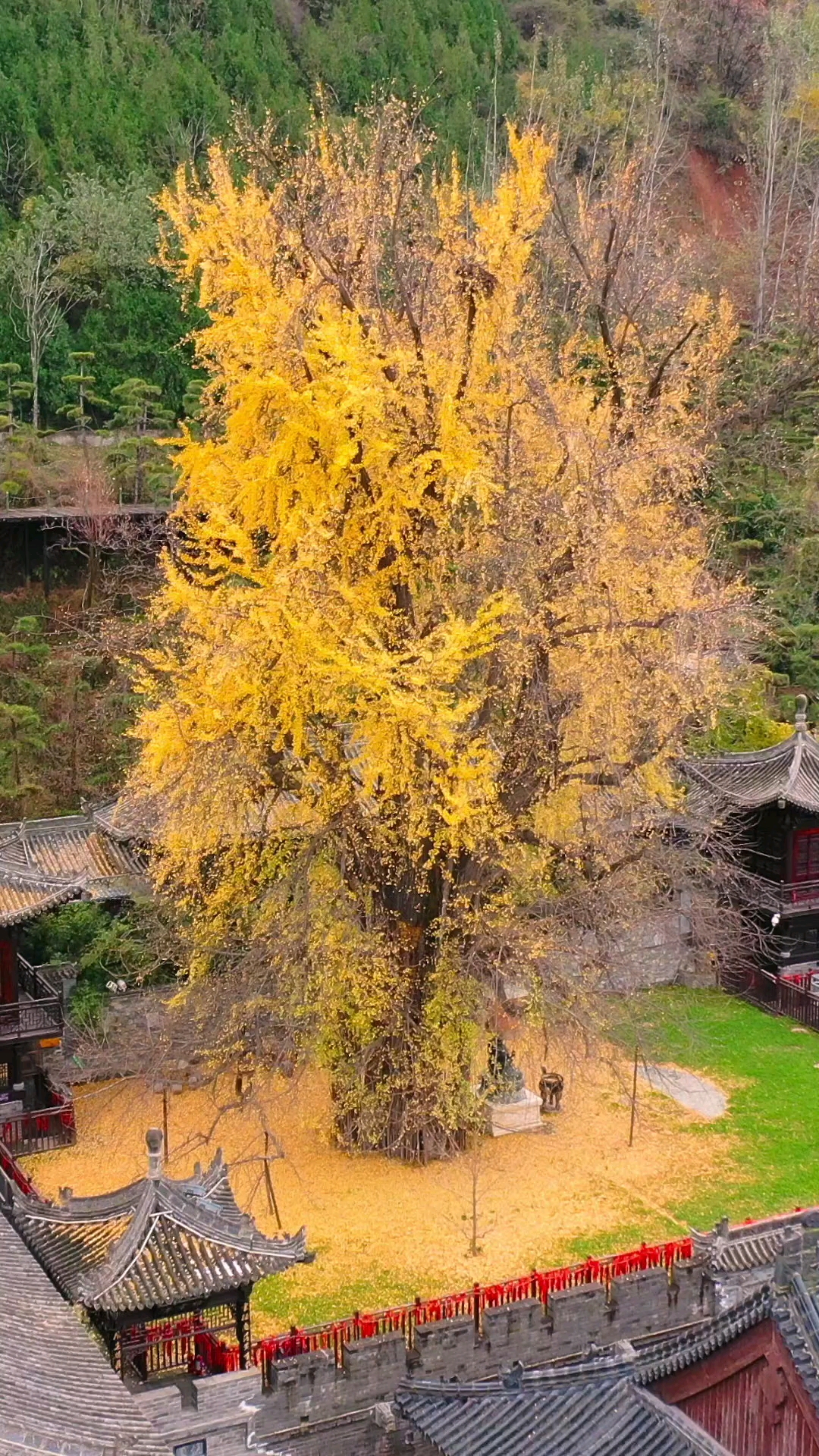 带上全民去旅行秦岭山下西安古观音禅寺当年李世民亲手栽种的千年银杏