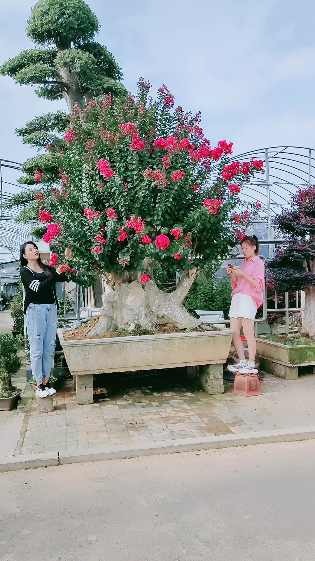 百日红盆景老桩