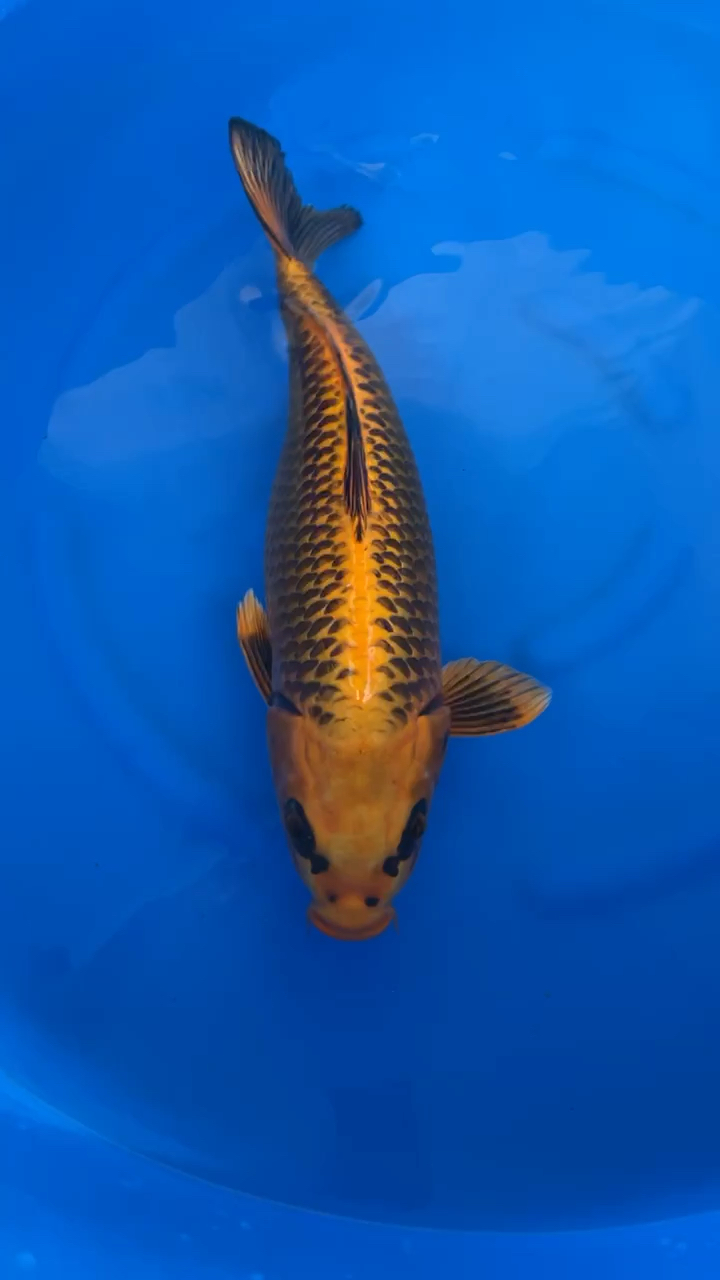 锦鲤#非常漂亮的金松叶锦鲤-度小视