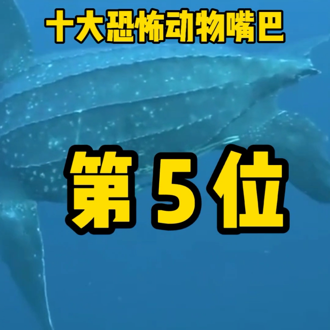 棱皮龟十大恐怖动物嘴巴第五位棱皮龟