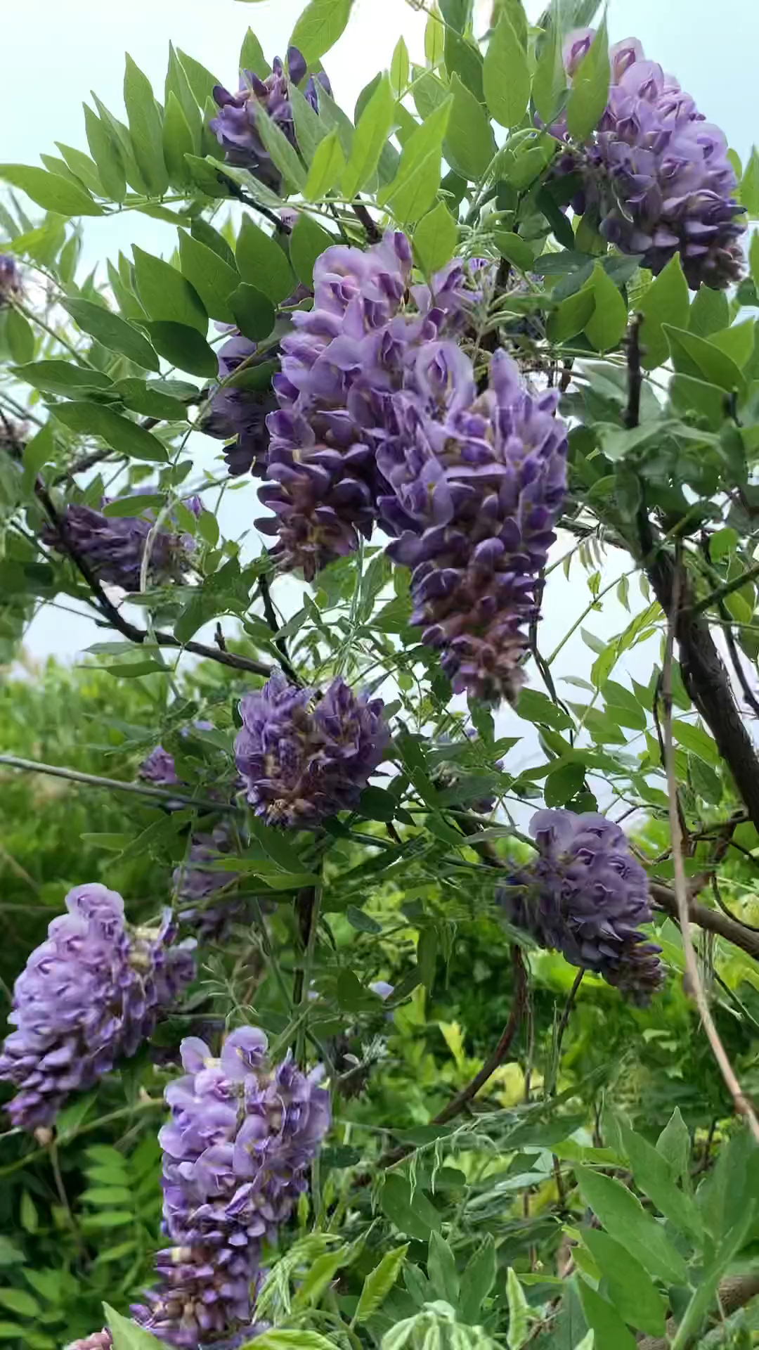 紫水晶紫藤一款多季开花的紫藤耐寒耐旱南北方都可以栽植