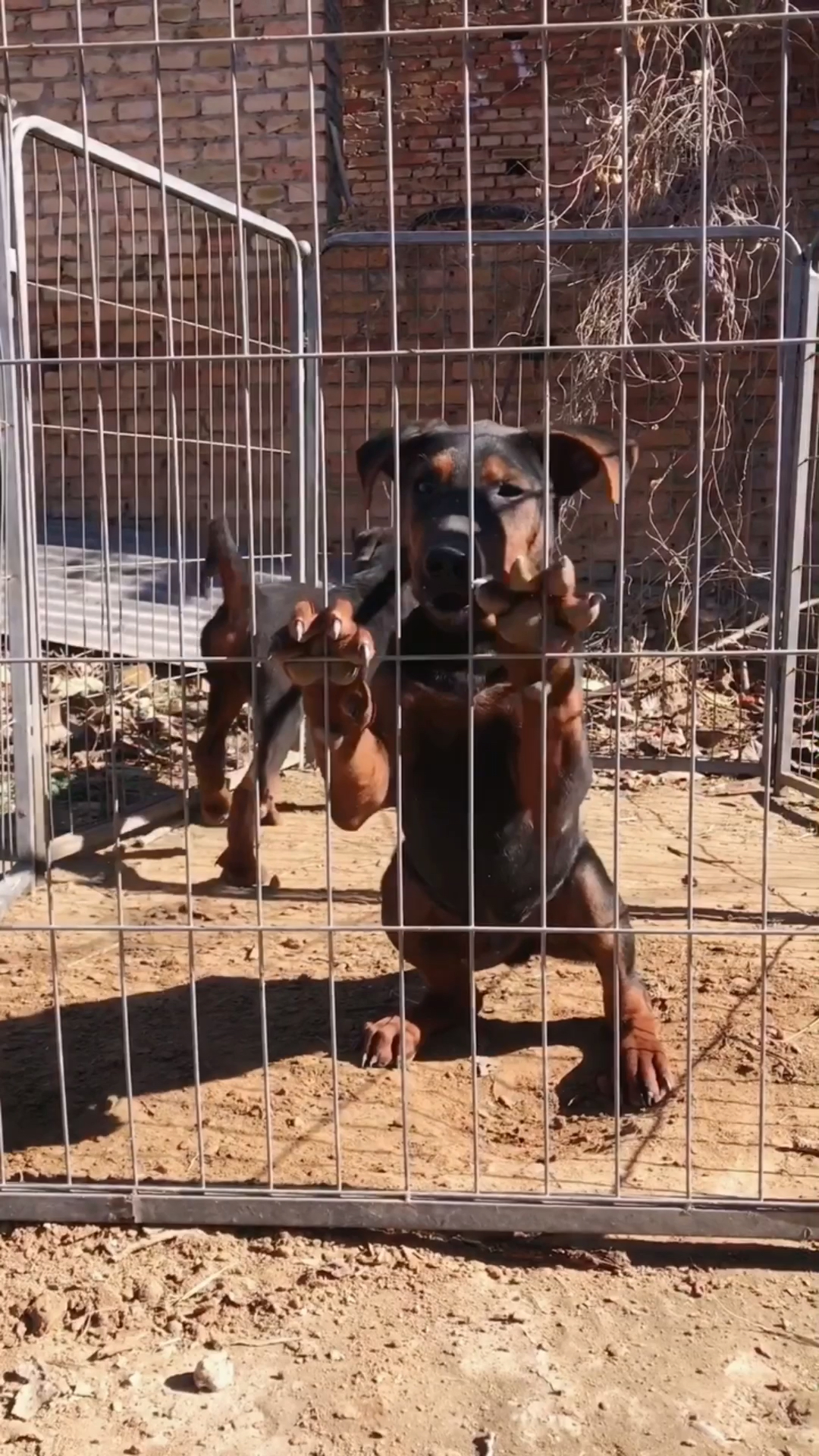 莱州红犬老版莱州红纯老血