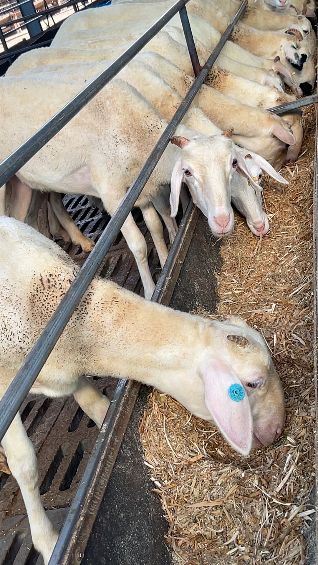 鲁西南纯种小尾寒羊最新行情价格,哪里有大型小尾寒羊养殖场?-度小视