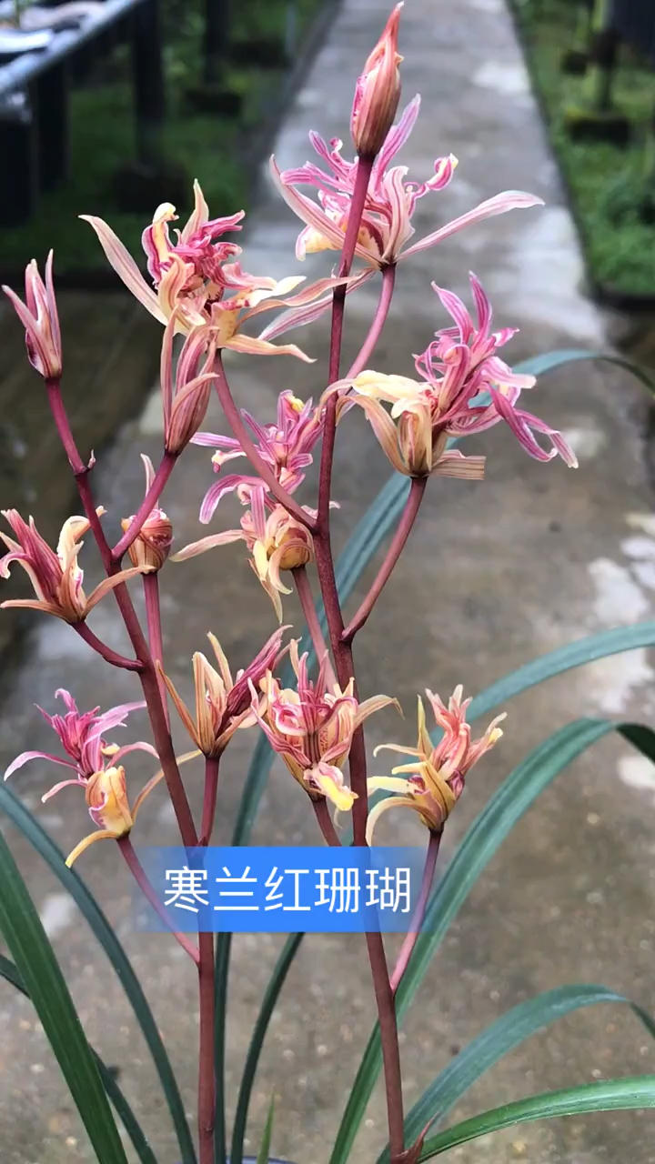 兰花寒兰红珊瑚树型奇花