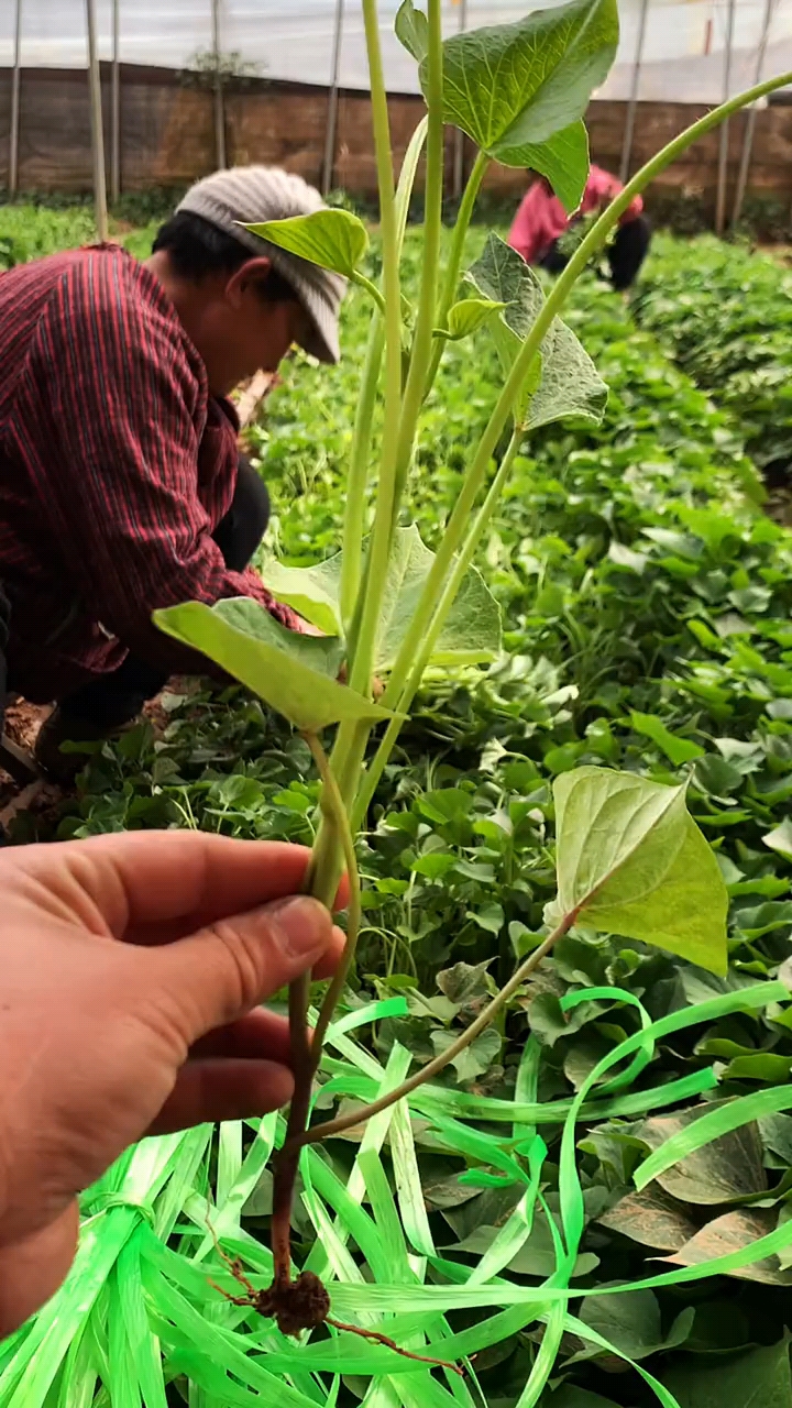 红薯苗玛莎莉黄金