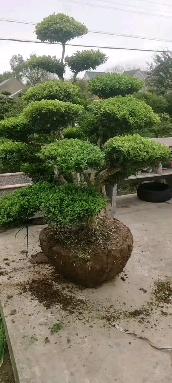 瓜子黄杨造型树四季常青不落叶适合庭院别墅农家小院栽植