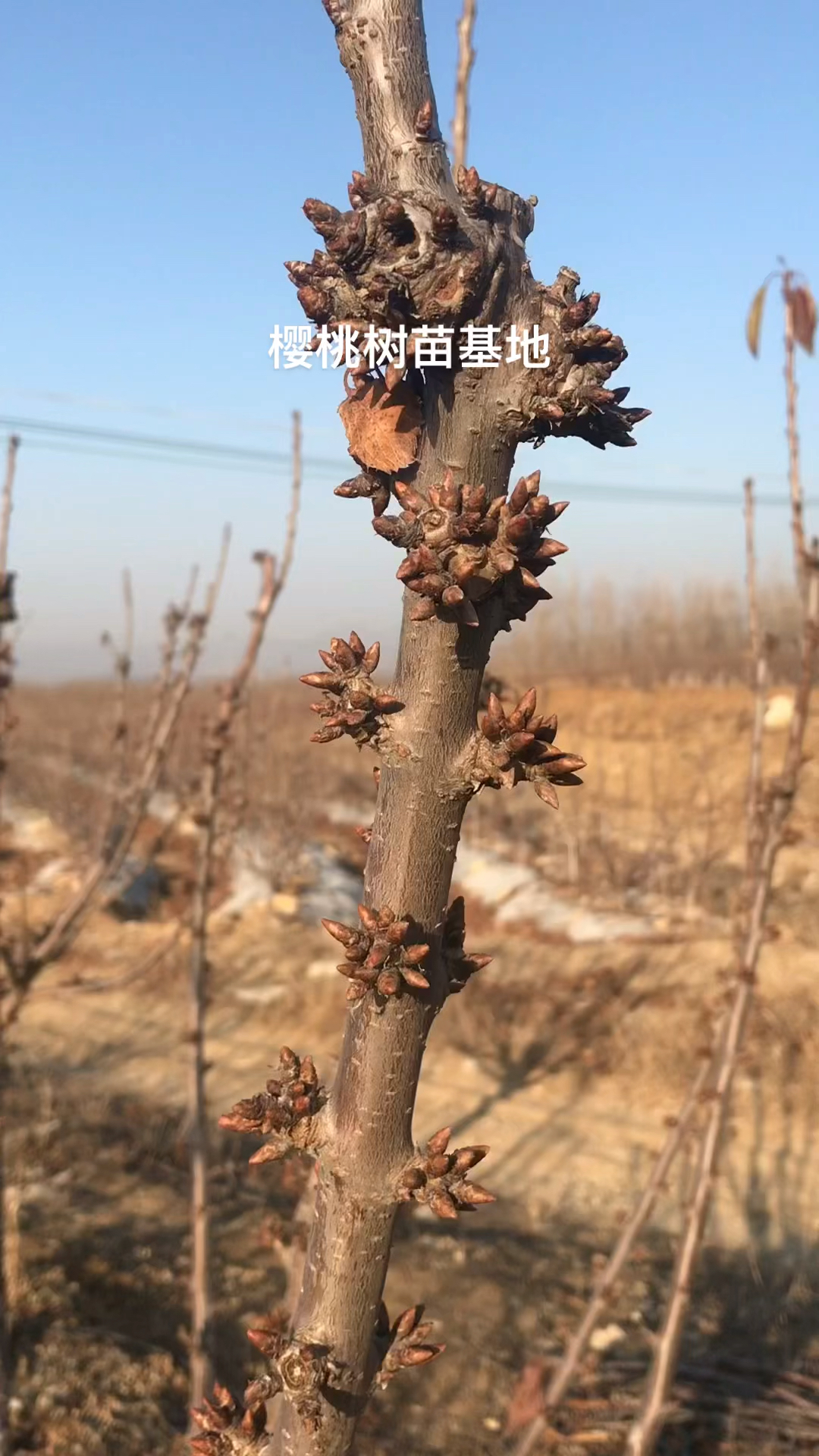 樱桃kgb树形栽植密度图片