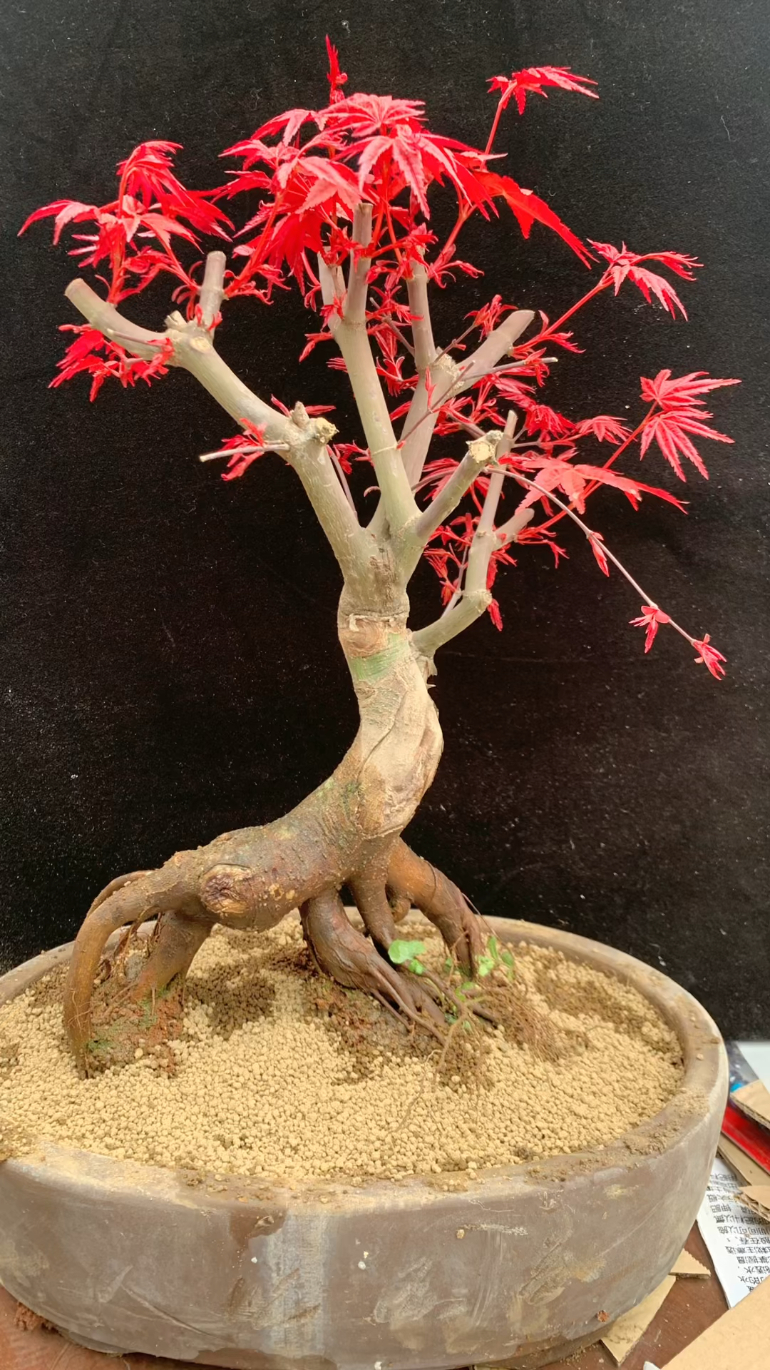 红枫盆景