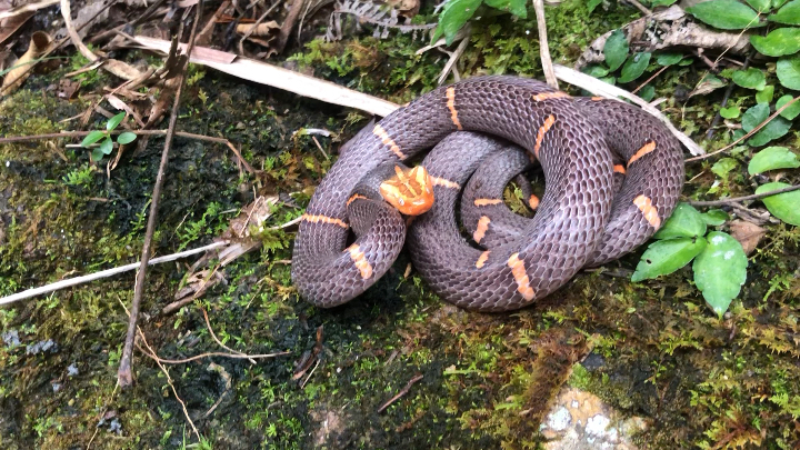 远离毒蛇白头蝰蛇剧毒危险72拍摄请勿模仿