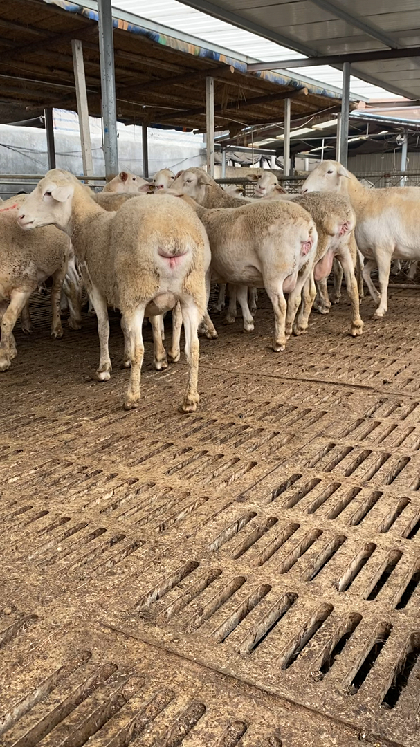 感谢支持我的所有好朋友#澳洲白二胎大母羊-全民小视频