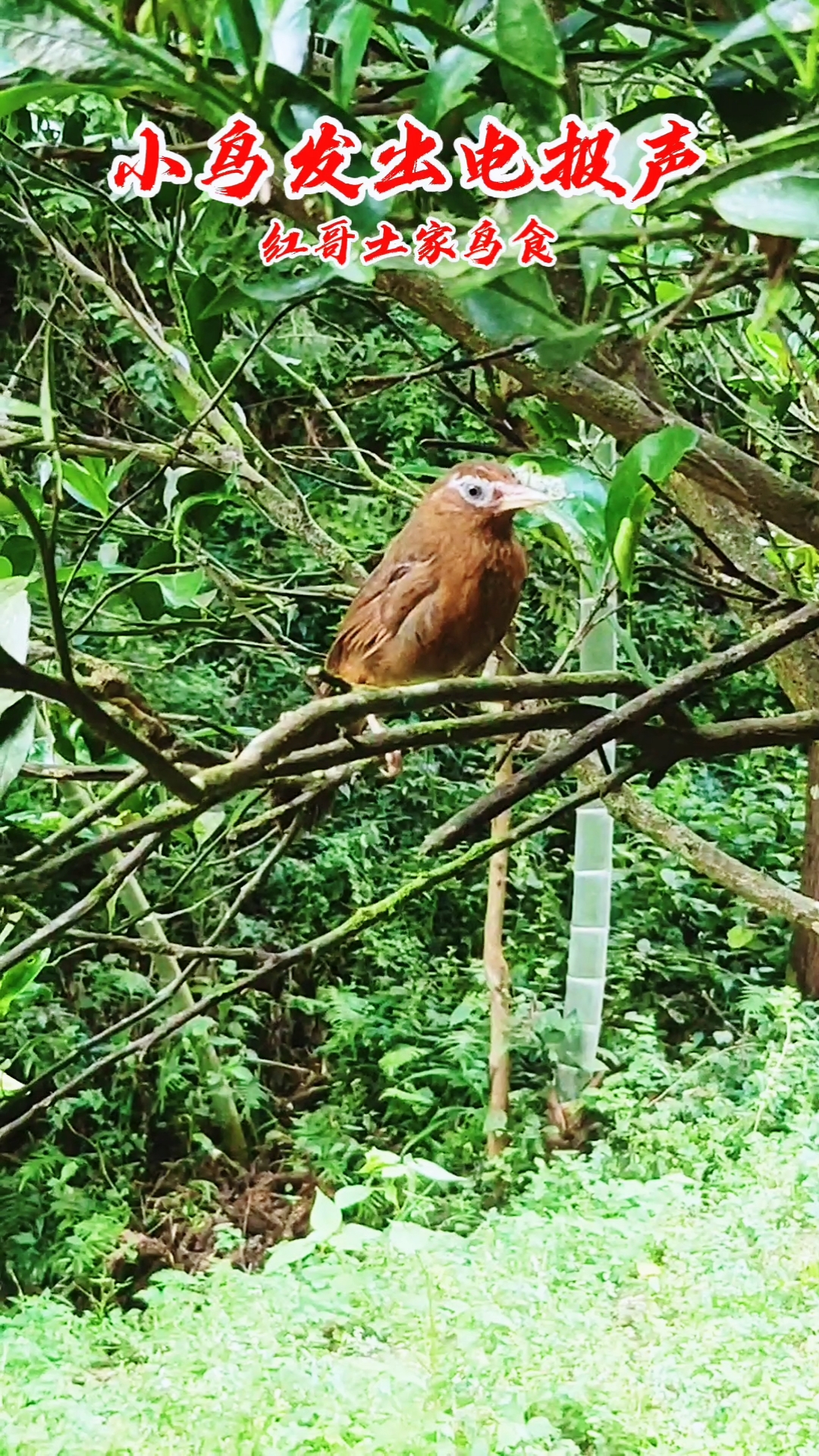 画眉鸟#极品母画眉鸟发出电报声-度小视