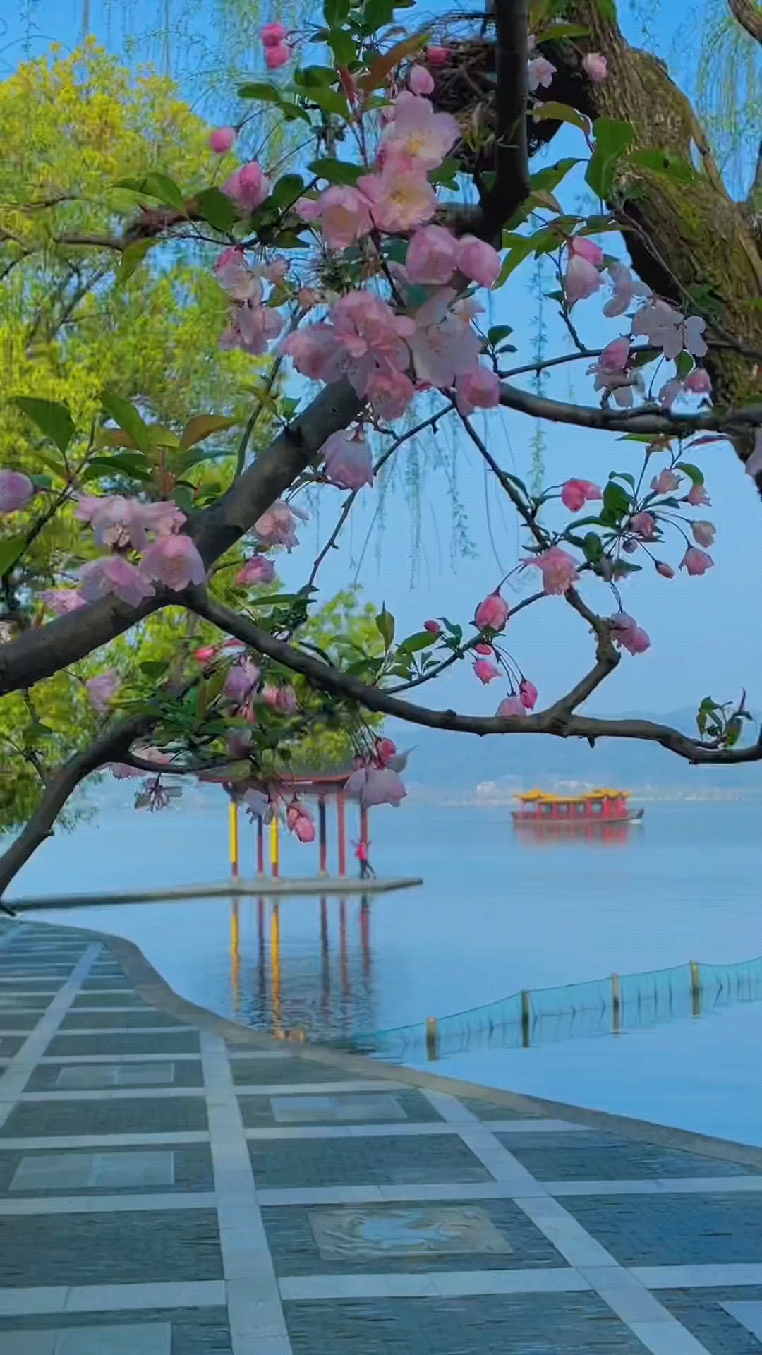 西湖海棠花-度小视