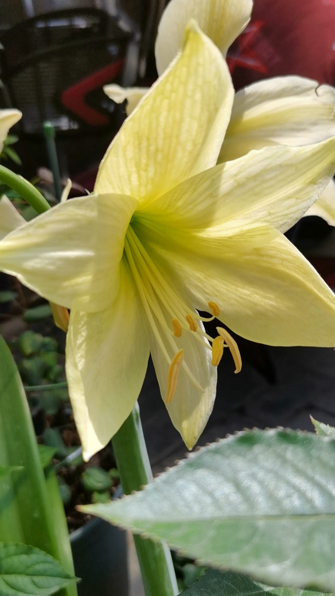 朱顶红柠檬冰糕来啦