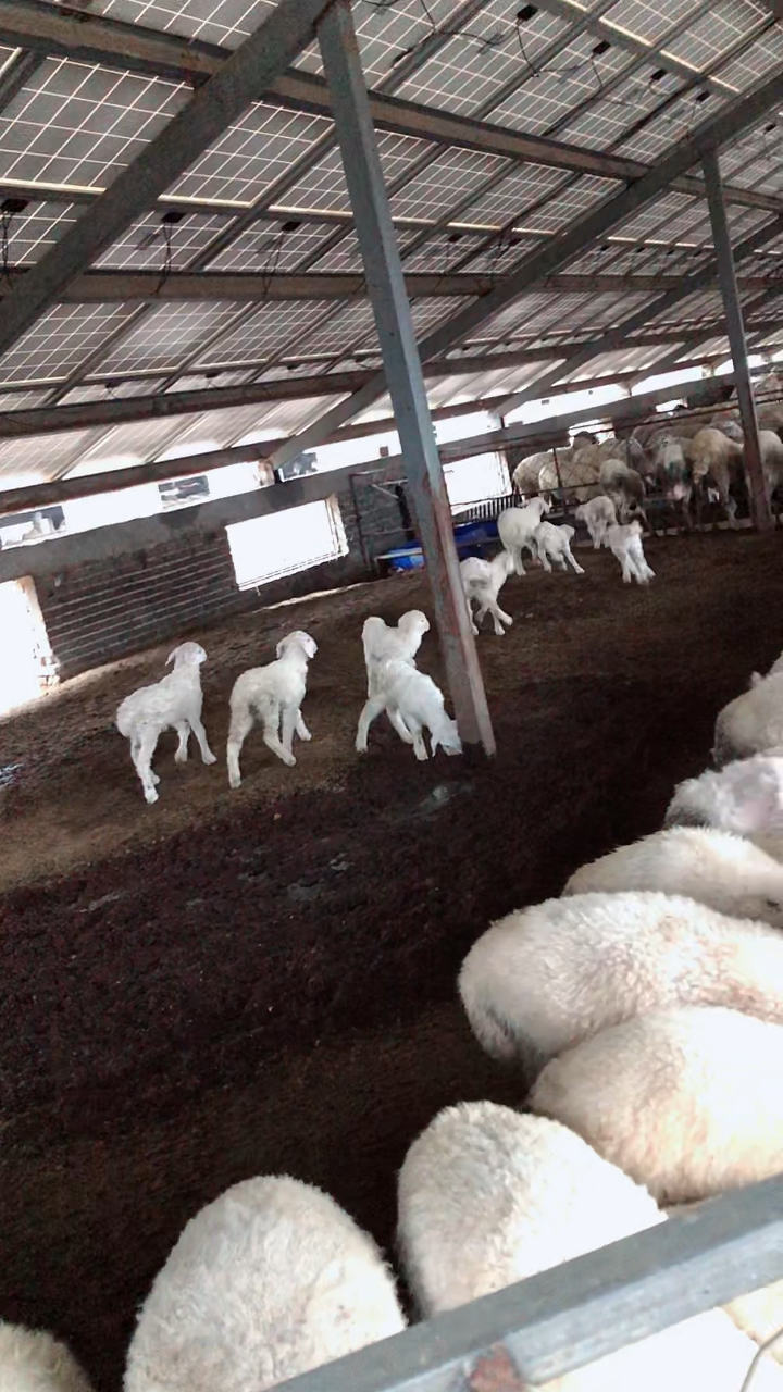 羊羔子调皮捣蛋,看看谁跳的高