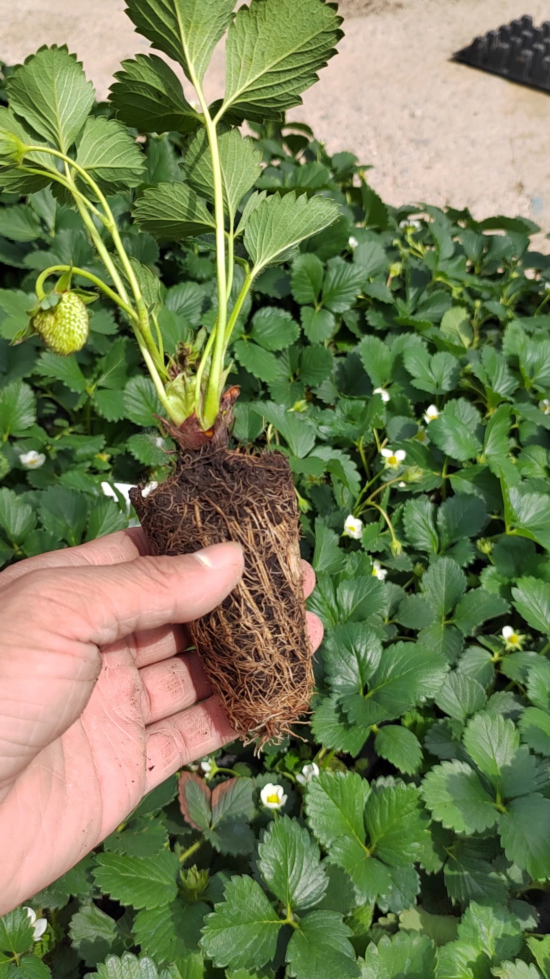 脱毒草莓苗基地,苗木粗壮根系发达!