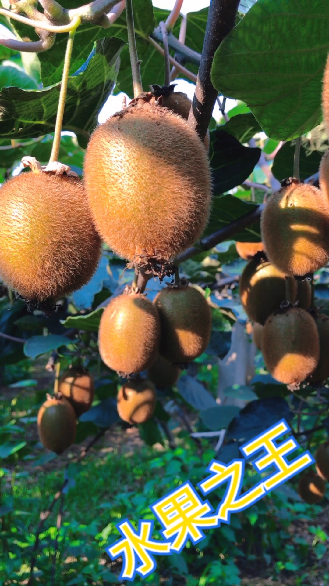 不一样的人生#这种全身长毛的水果被称为"水果之王",它的营养在全