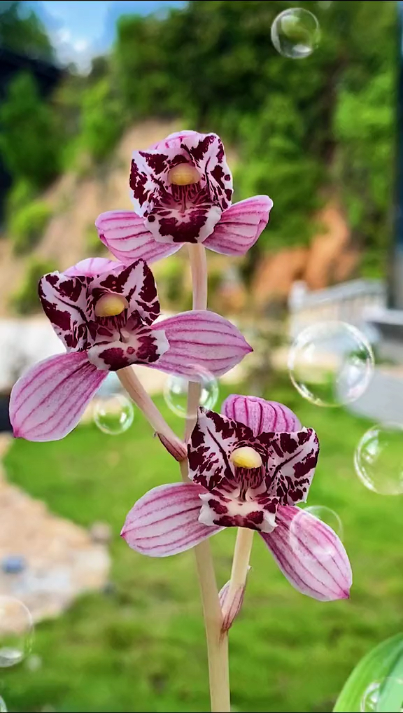 兰花建兰凤舞九天红玉三星