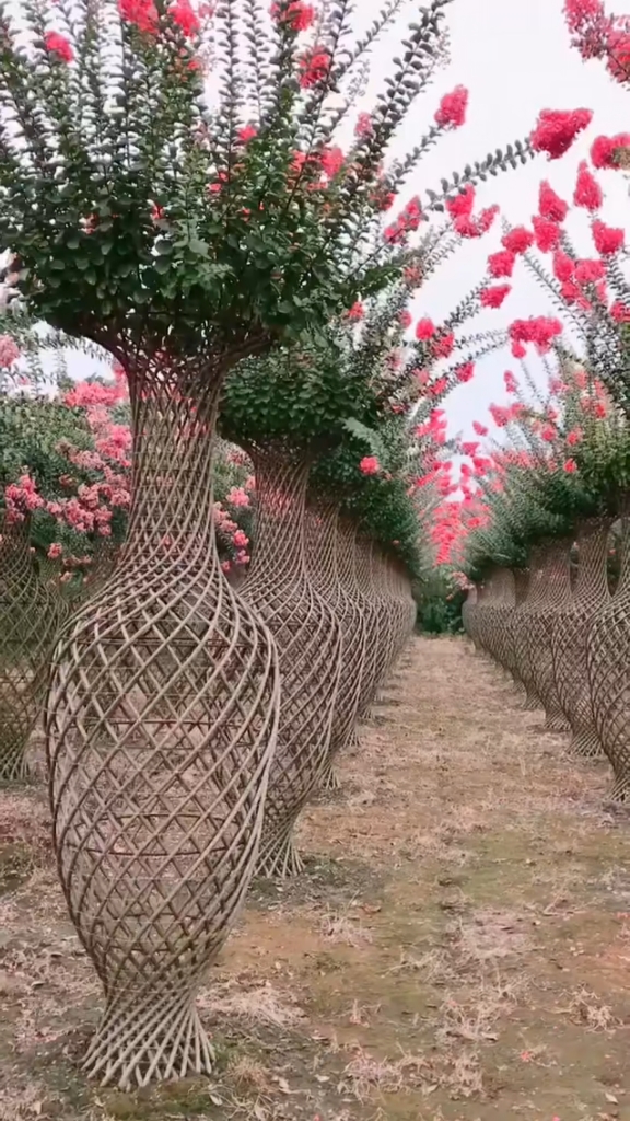 花开百日红大型花瓶紫薇