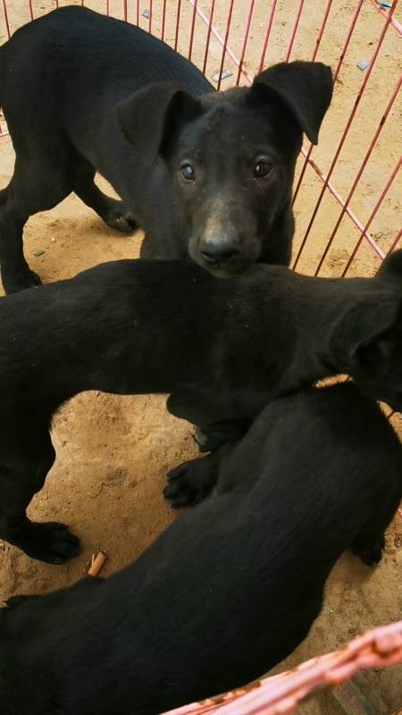 黑狼犬幼犬喜歡養犬朋友來,感謝大家的支持!