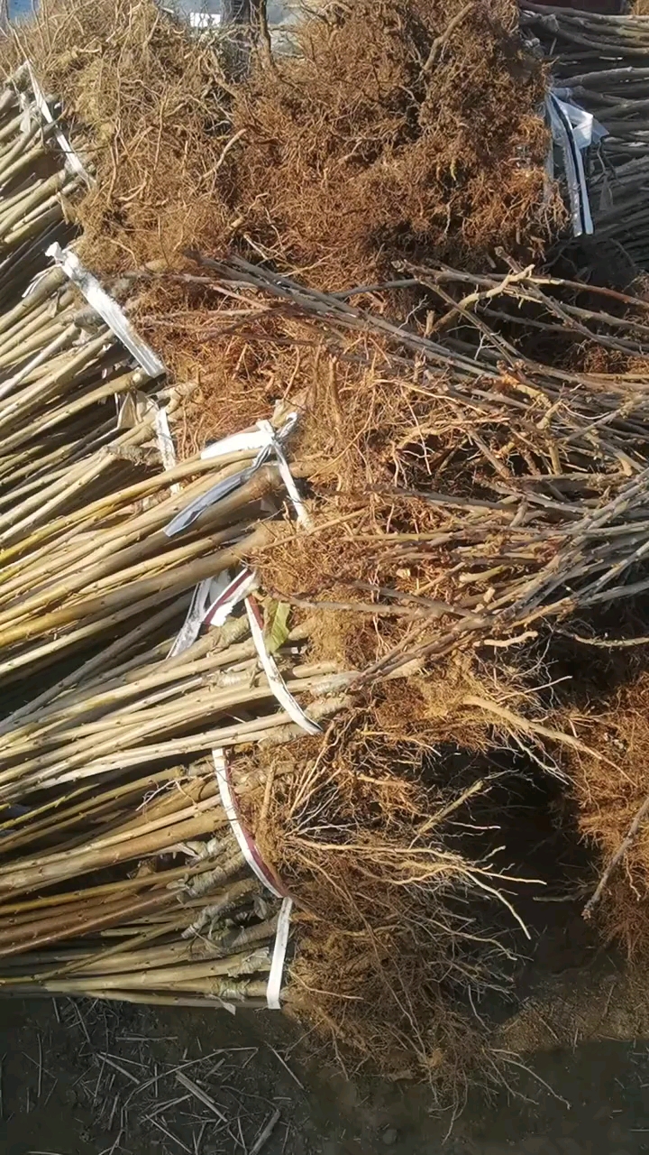 矮化樱桃苗,吉塞拉矮化美早樱桃苗
