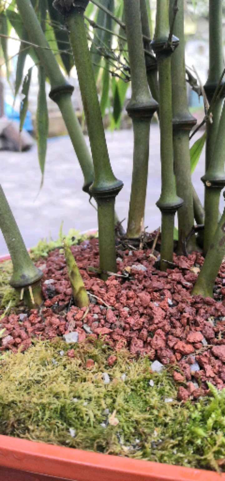 家庭筇竹盆栽方法图片
