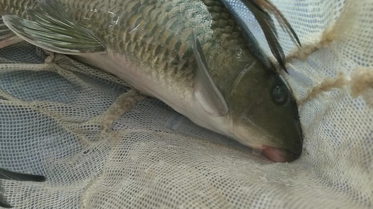 广西特产木碌鱼