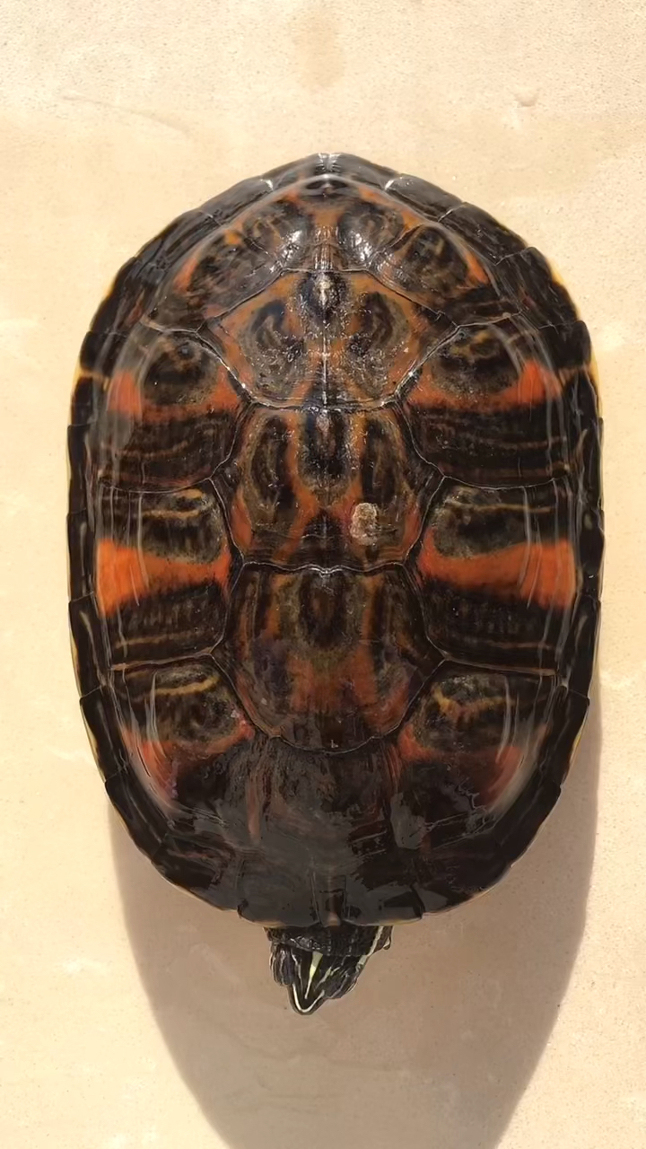 张同学#天津精品火焰龟大合集-度小视