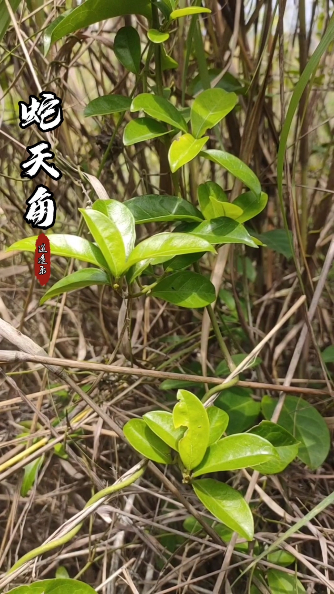 认识中草药#百草中药之蛇天角,学名:匙羹藤,萝藦科属攀援植物,顶末