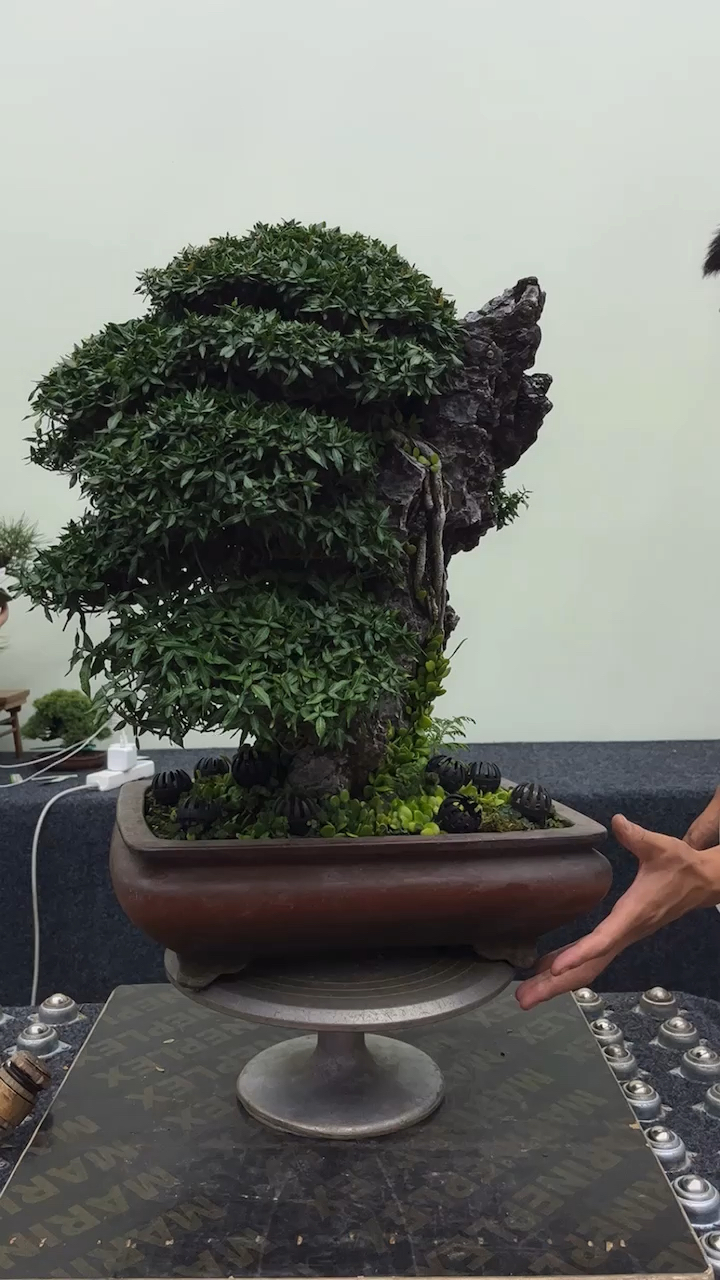 这样的缩面葛,真的玩一颗就是毕业级别的!