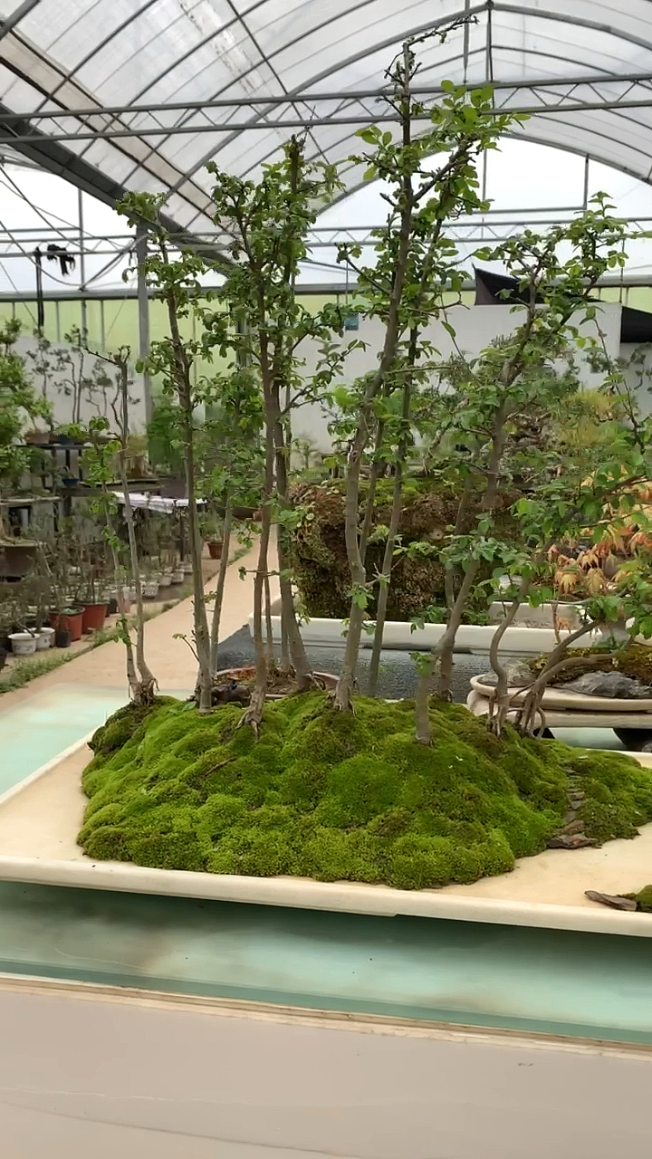 非常有意境的水旱盆景榆树