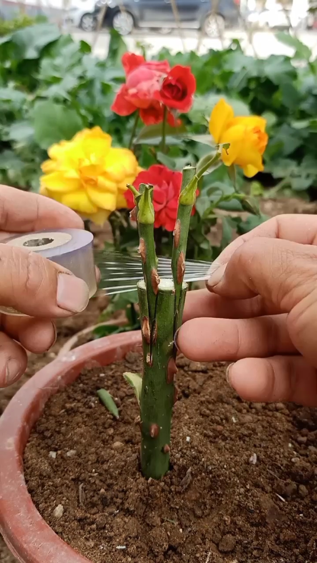 嫁接技术#劈接多色玫瑰技术,一般人不懂