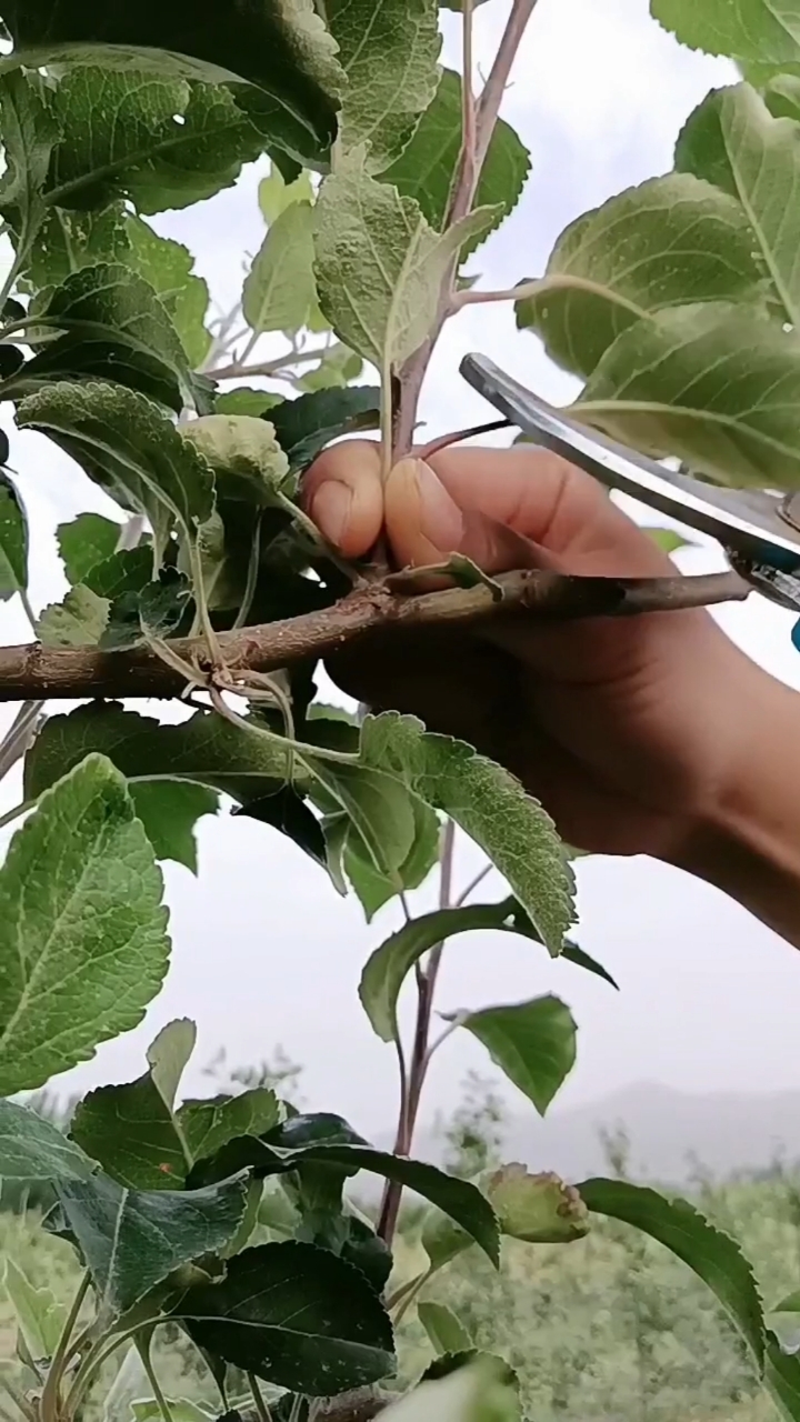 如何矮化苹果树图片