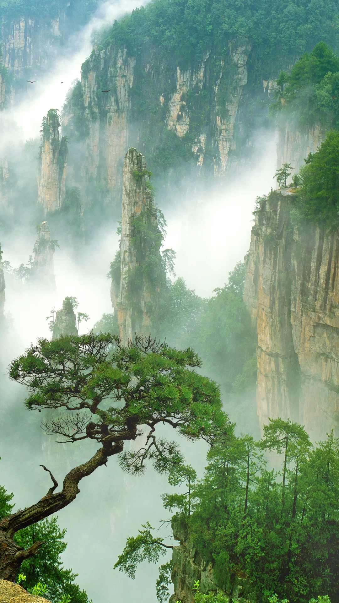 旅游进行时#我想一定是仙界某个仙人,一不小心打翻了一盘大盆栽,盆栽