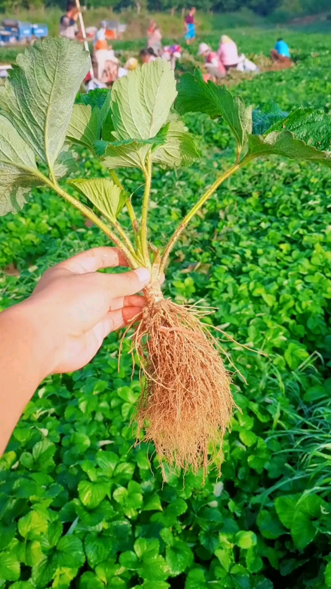 根系发达苗木粗壮移栽成活棒棒的假植草莓苗