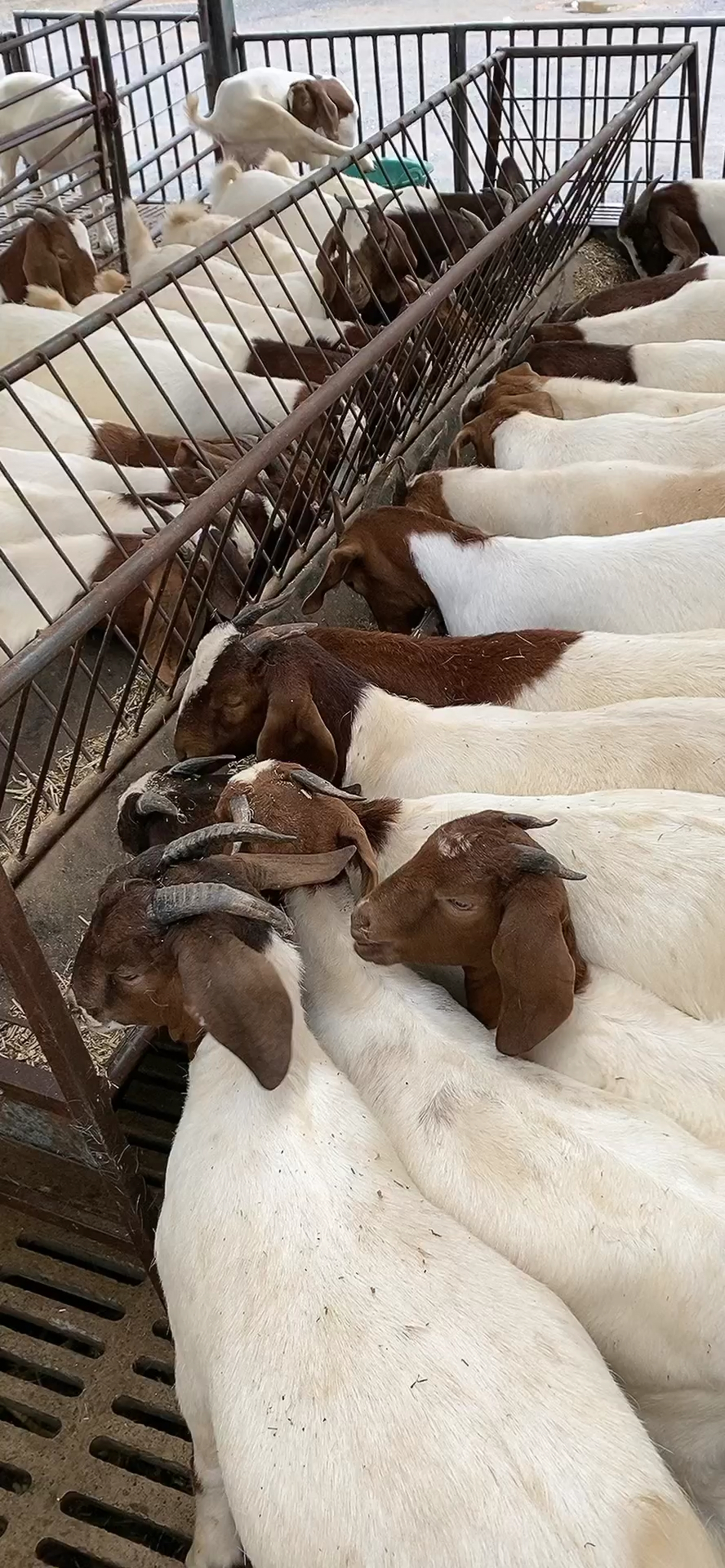 红头大耳波尔山羊……头胎二胎怀孕母羊