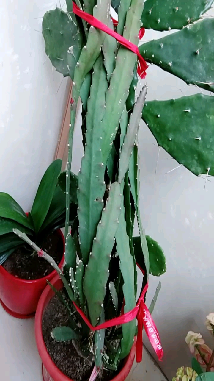 我的小花园#仙人掌架接令箭荷花